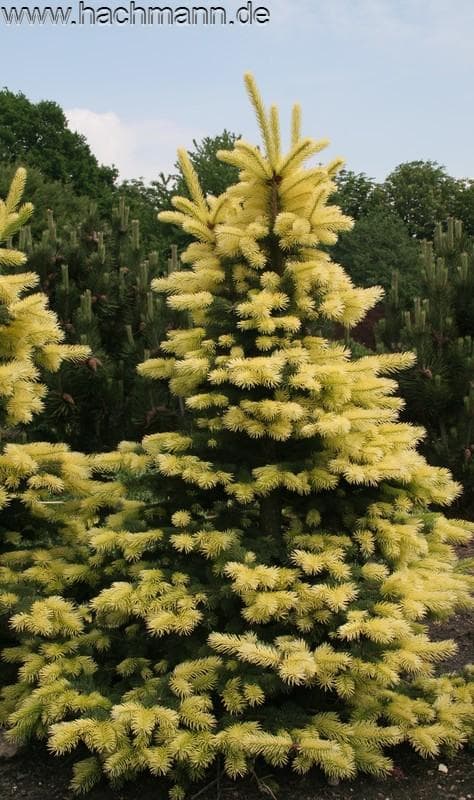 Picea pungens 'Maigold'