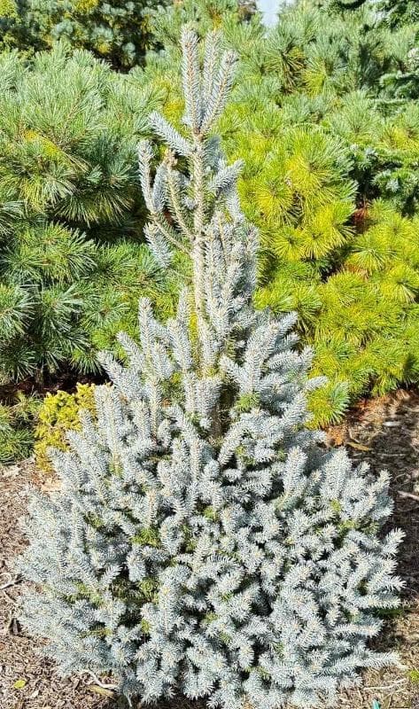 Picea pungens 'Scottie'