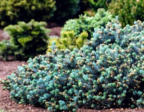 Picea pungens 'St. Mary's Broom'