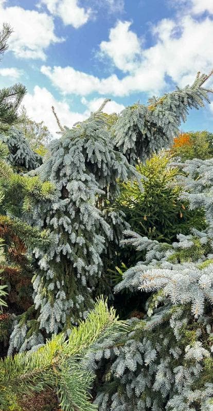 Picea pungens 'The Blues'