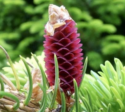 Picea yezoensis
