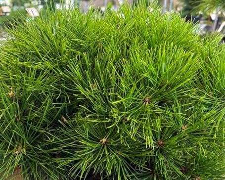 Pinus densiflora 'Low Glow'