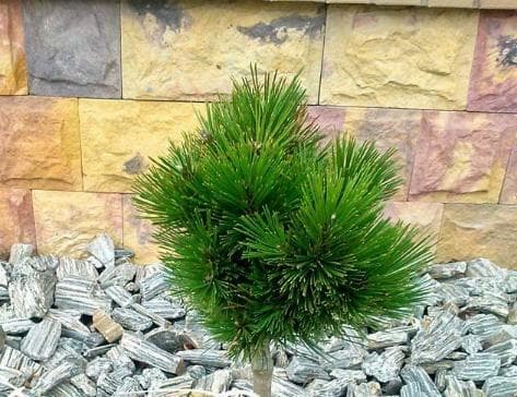 Pinus heldreichii 'Pirin No.1'