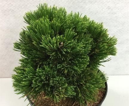 Pinus heldreichii 'Schmidtii'
