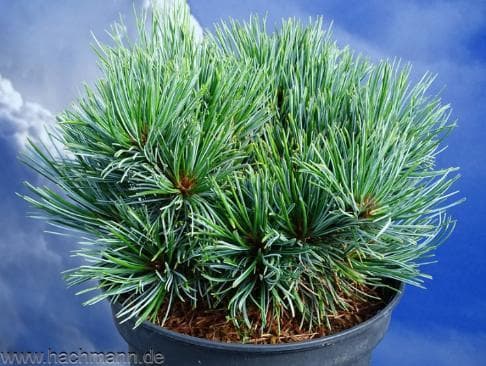 Pinus koraiensis 'Blue Ball'