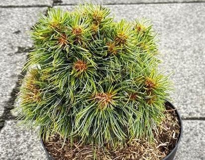 Pinus koraiensis 'Golden Eye'