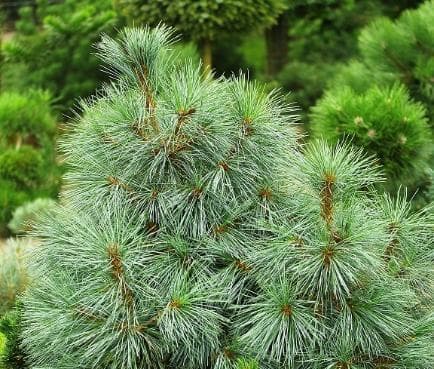 Pinus monticola 'Snow White'