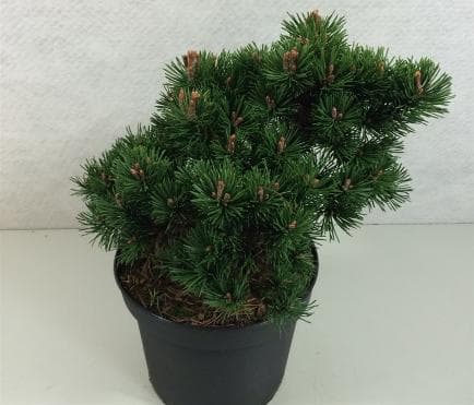 Pinus mugo 'Lilliput'