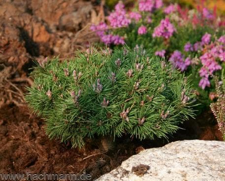 Pinus mugo 'Pigglemee'