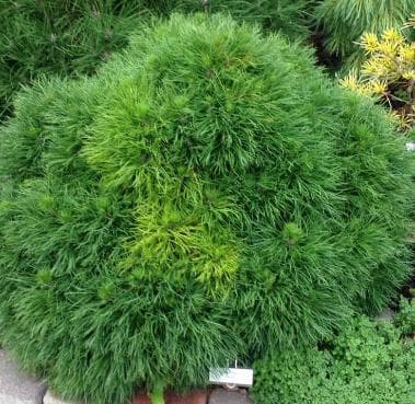 Pinus mugo 'Varella'