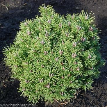 Pinus mugo 'Winzig'