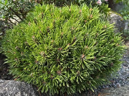 Pinus mugo ssp. uncinata 'Ježek'