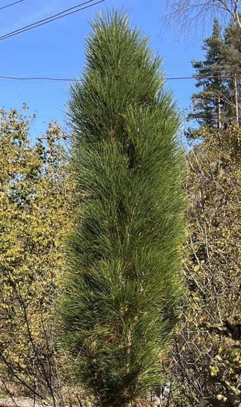 Pinus nigra 'Frank'
