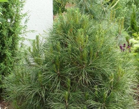 Pinus nigra 'Spielberg'
