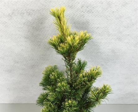 Pinus parviflora 'Goldilocks'
