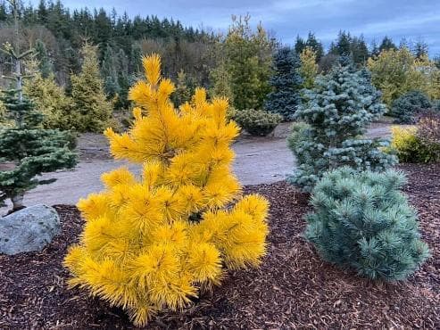 Pinus pungens 'Custer Lock's'