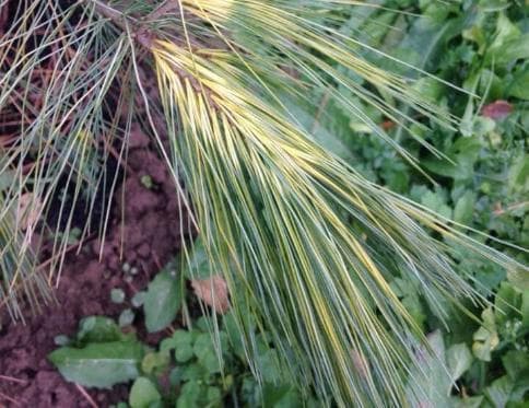 Pinus strobus 'Bennet O.D.'