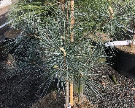 Pinus strobus 'Blue Clovers'