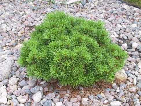 Pinus strobus 'Greg'