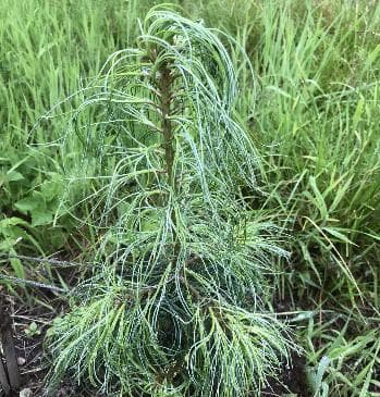 Pinus strobus 'Jim's Curly Chesthair'