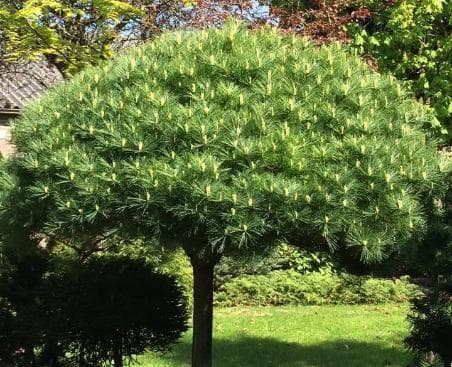 Pinus strobus 'Minima'