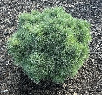 Pinus strobus 'Sea Urchin'
