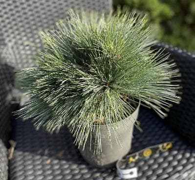 Pinus strobus 'Secrest'