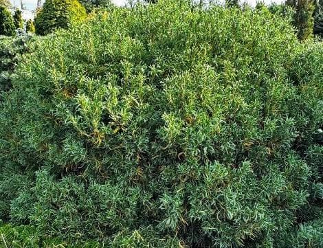 Pinus strobus 'Tiny Curls'
