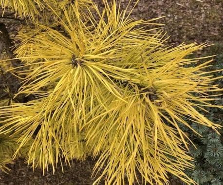 Pinus sylvestris 'Anny's Wintersun'