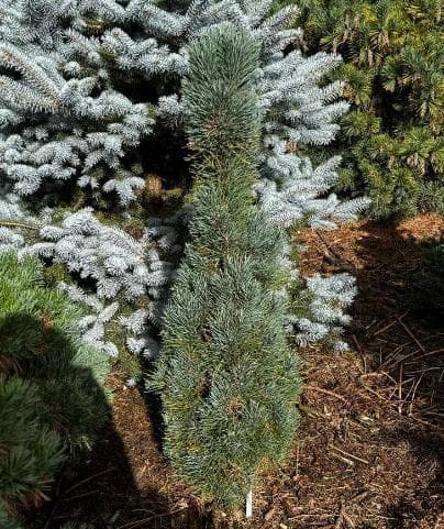 Pinus sylvestris 'Bailey's Upright'