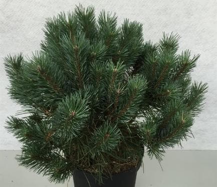 Pinus sylvestris 'Chantry Blue'