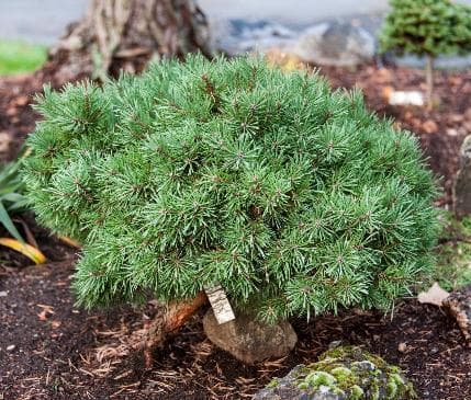 Pinus sylvestris 'Doone Valley'