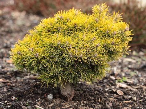 Pinus sylvestris 'Yellow Wola'