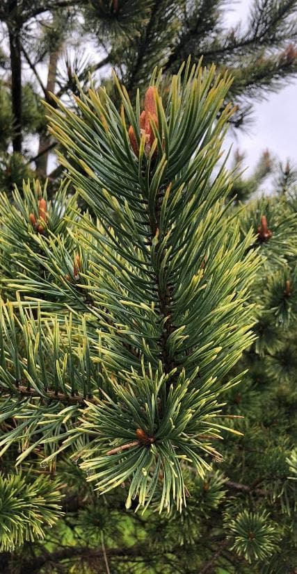 Pinus sylvestris 'Ødegård'