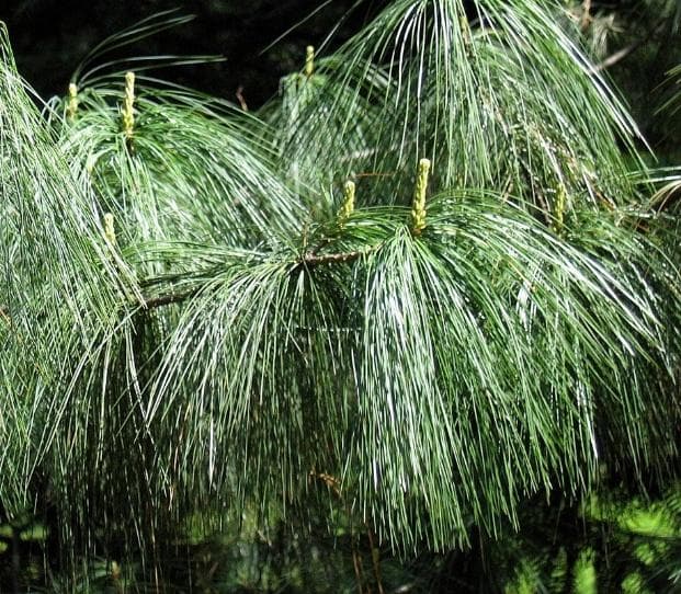 Pinus wallichiana