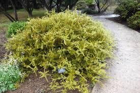 Podocarpus acutifolius
