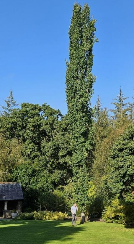 Populus tremula 'Fastigiata'