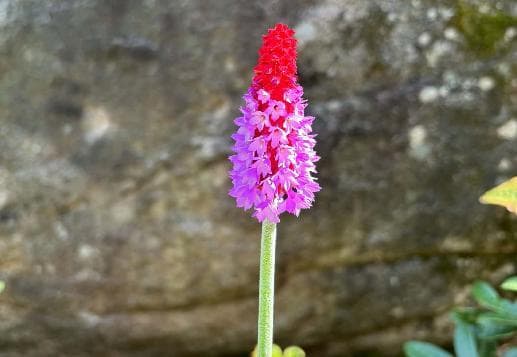 Primula viallii