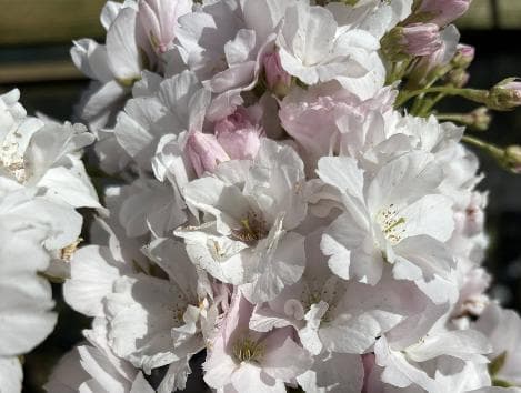 Prunus serrulata 'Amanogawa'