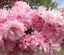 Prunus serrulata 'Kanzan'
