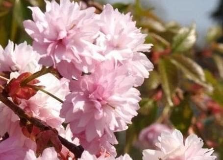 Prunus serrulata 'Kiku-shidare-zakura'