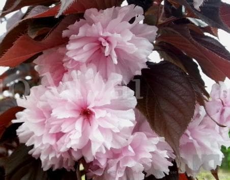 Prunus serrulata 'Royal Burgundy'