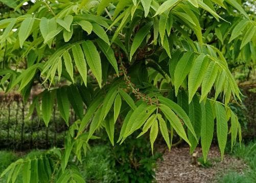 Pterocarya rhoifolia