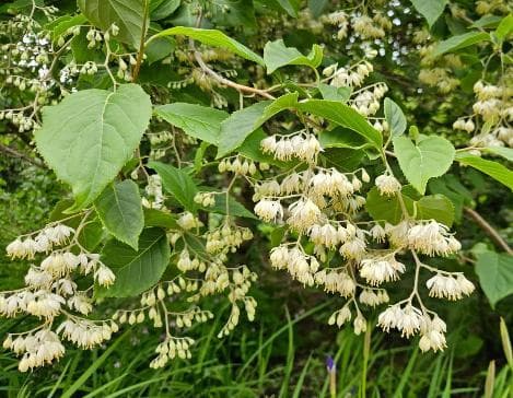 Pterostyrax corymbosa