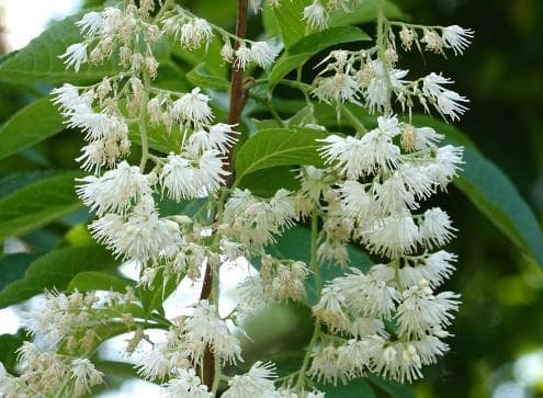 Pterostyrax hispidus