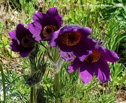 Pulsatilla grandis hybrid