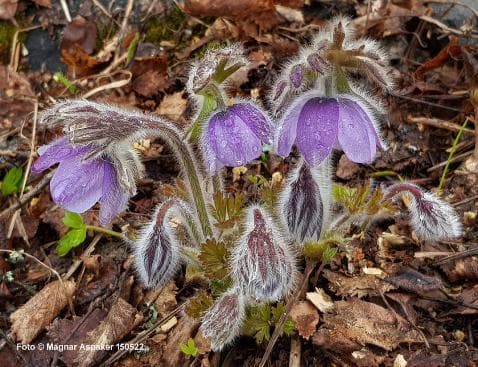 Pulsatilla tatewakii