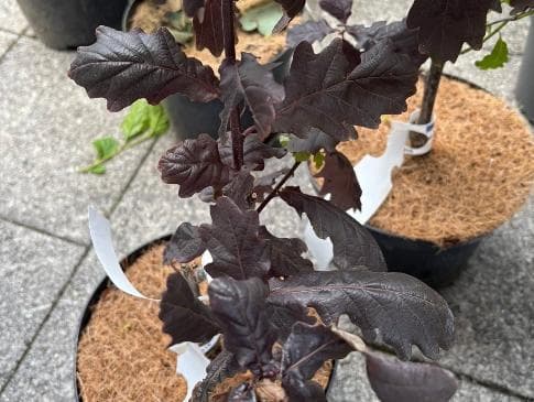 Quercus robur 'Timuki'