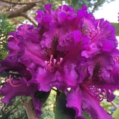 Rhododendron 'Azurro'