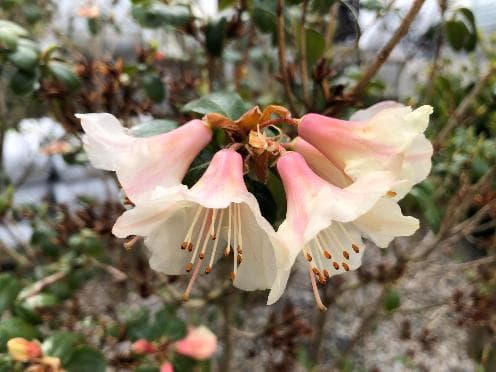 Rhododendron 'Barnaby Sunset'